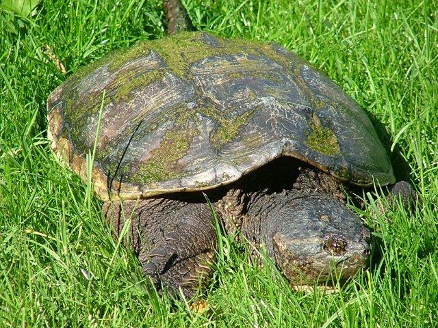 Snapping Turtle – Greystone Trails